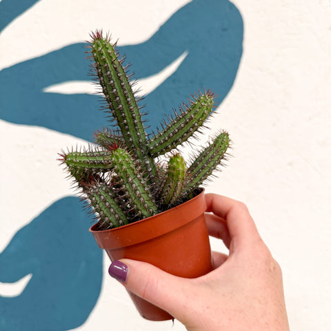 Euphorbia baioensis