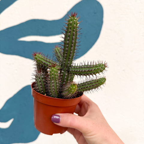 Euphorbia baioensis