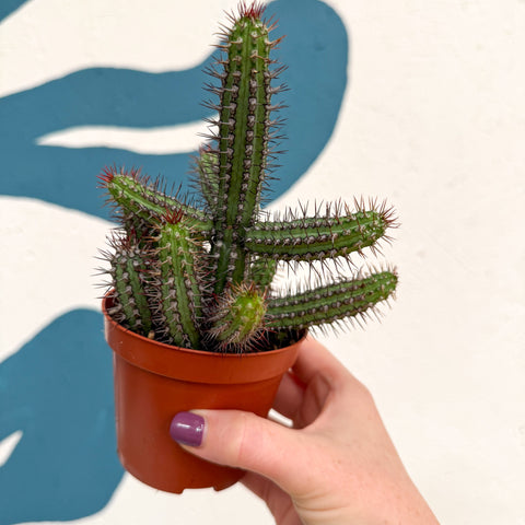Euphorbia baioensis