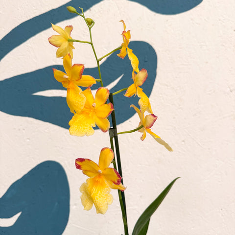 Oncidopsis × ‘Yellow Nelly Isler’ – Yellow Cambria Orchid