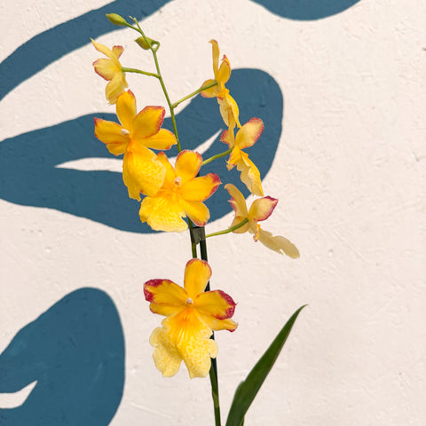 Oncidopsis × ‘Yellow Nelly Isler’ – Yellow Cambria Orchid