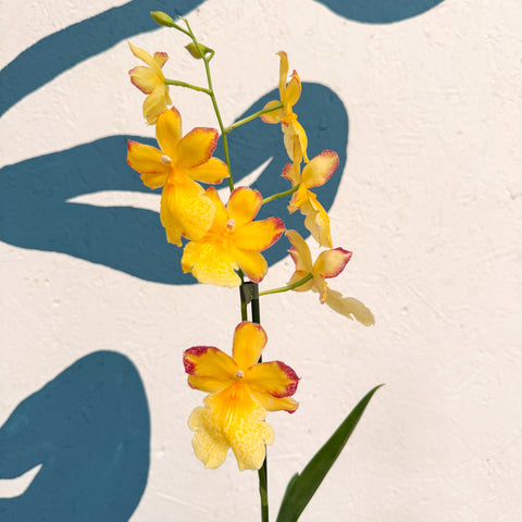 Oncidopsis × ‘Yellow Nelly Isler’ – Yellow Cambria Orchid