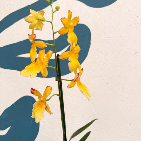 Oncidopsis × ‘Yellow Nelly Isler’ – Yellow Cambria Orchid