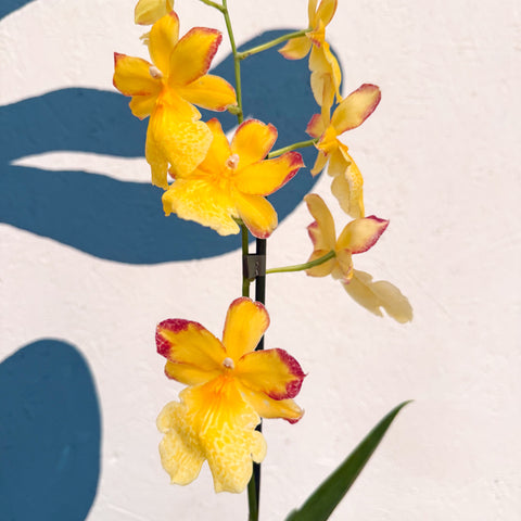 Oncidopsis × ‘Yellow Nelly Isler’ – Yellow Cambria Orchid