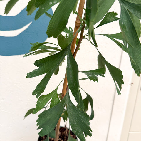 Ginkgo biloba - Maidenhair Tree