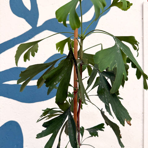 Ginkgo biloba - Maidenhair Tree