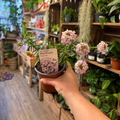 Hand holding a potted plant labeled 'Mermaid Lavender' in a store setting with shelves of plants.
