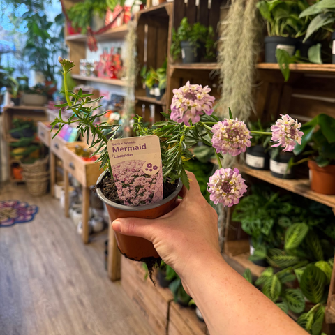 Hand holding a potted plant labeled 'Mermaid Lavender' in a store setting with shelves of plants.