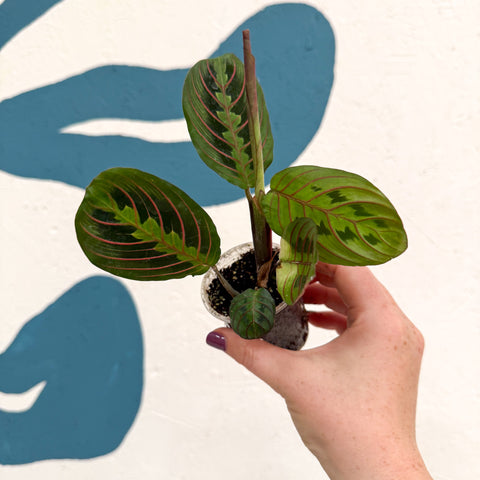 Maranta leuconeura 'Fascinator Tricolor' - Prayer Plant