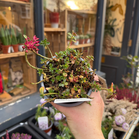 Sedum spurium 'Dragon's Blood'