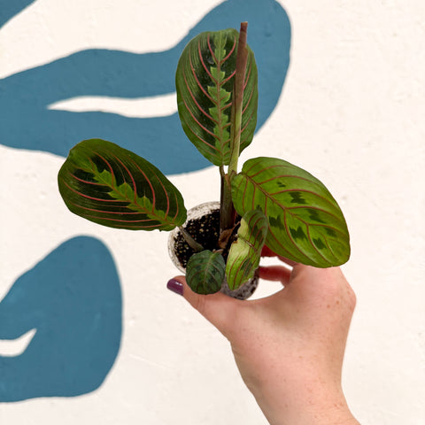 Maranta leuconeura 'Fascinator Tricolor' - Prayer Plant