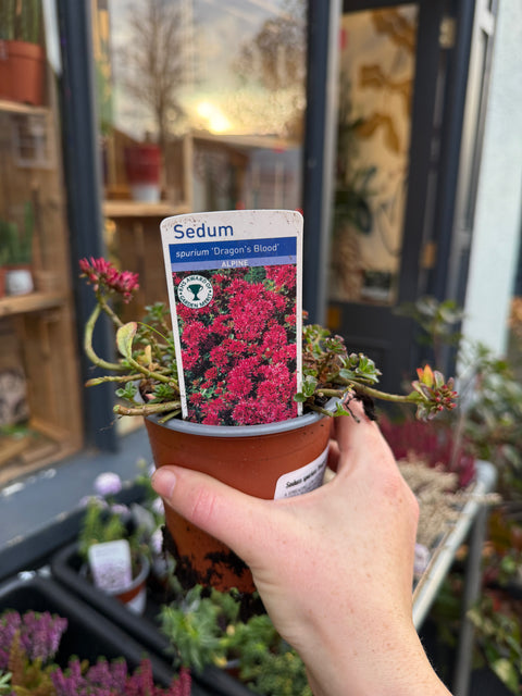 Sedum spurium 'Dragon's Blood'