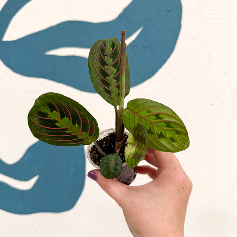 Maranta leuconeura 'Fascinator Tricolor' - Prayer Plant