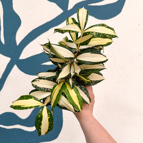 Dracaena surculosa 'Milky Way'