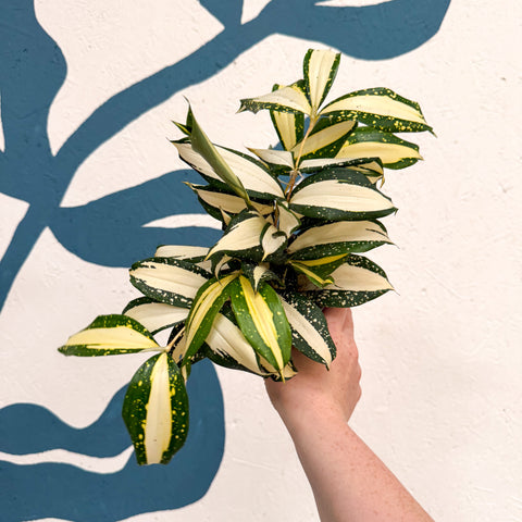 Dracaena surculosa 'Milky Way'