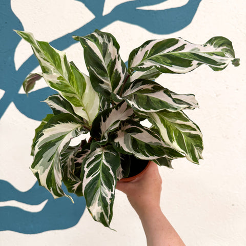 Calathea ‘Stella’