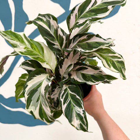 Calathea ‘Stella’