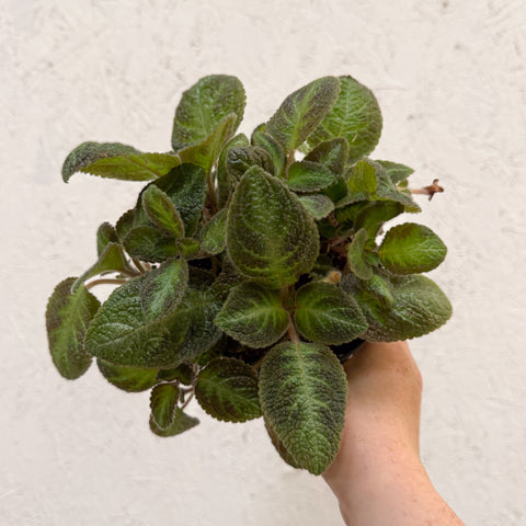 Episcia cupreata 'Neon Surprise' - Green Flame Violet