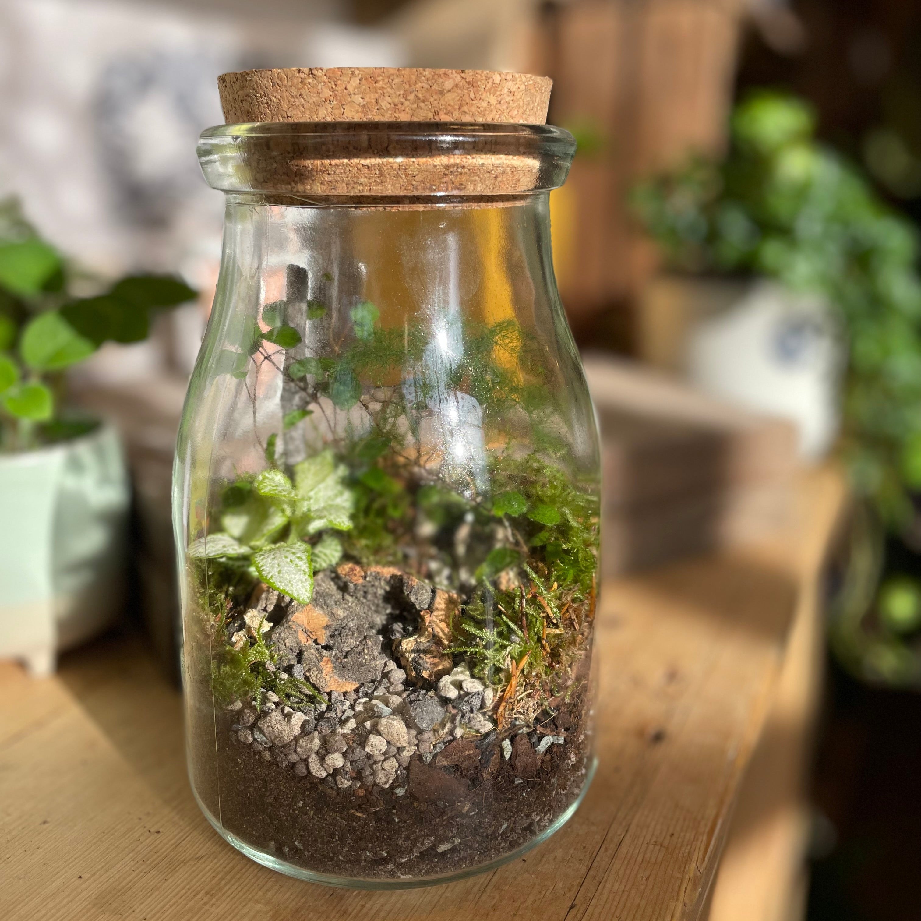 Woodland Jar Bioactive Terrarium – Sprouts of Bristol