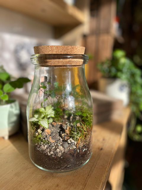 Woodland Jar Bioactive Terrarium