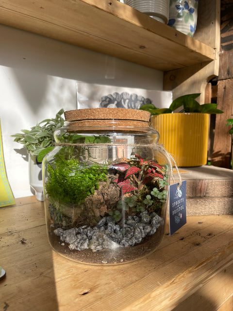 Honey Pot Bioactive Terrarium