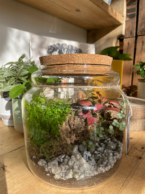 Honey Pot Bioactive Terrarium