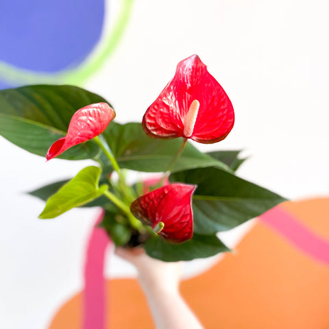 Flor de flamenco rojo - Anthurium andraeanum 'Red Bull' 