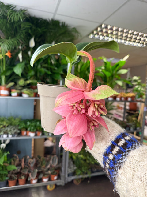 Medinilla magnifica ‘Candy’ – Rose Grape