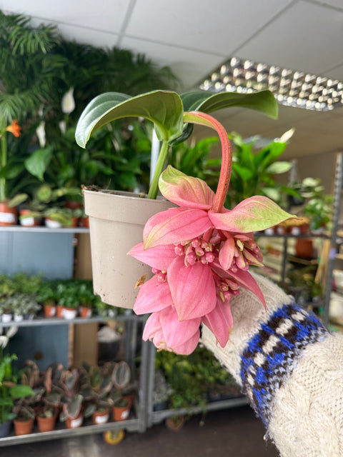 Medinilla magnifica ‘Candy’ – Rose Grape