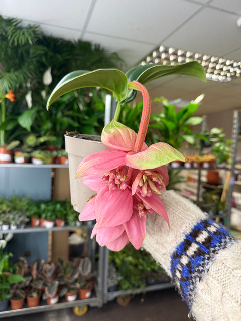 Medinilla magnifica ‘Candy’ – Rose Grape