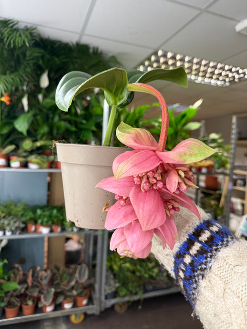 Medinilla magnifica ‘Candy’ – Rose Grape