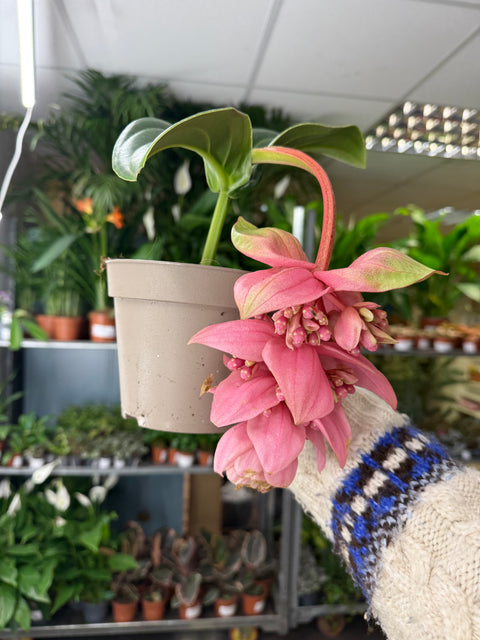 Medinilla magnifica ‘Candy’ – Rose Grape