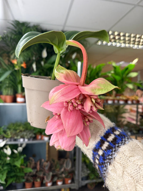 Medinilla magnifica ‘Candy’ – Rose Grape