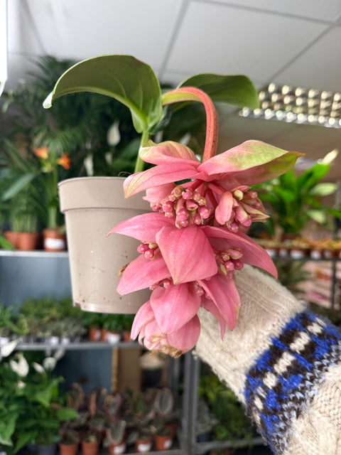 Medinilla magnifica ‘Candy’ – Rose Grape