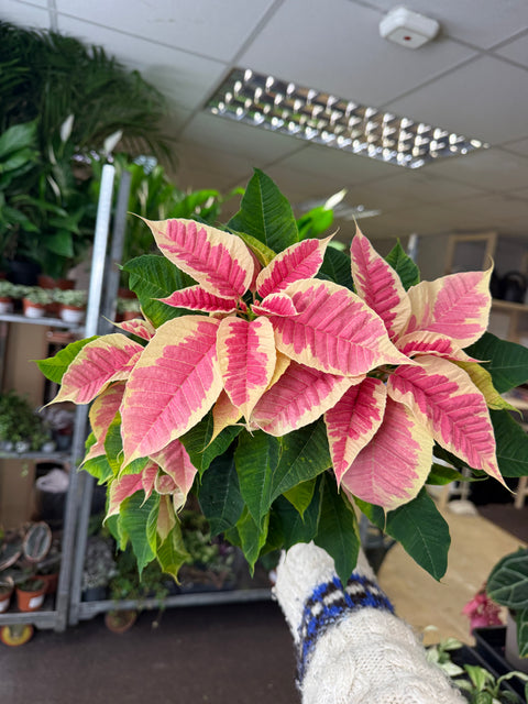 Euphorbia pulcherrima 'Rhubarb' - Poinsettia - British Grown