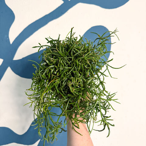 Rhipsalis teres f. prismatica – Prism Mistletoe Cactus