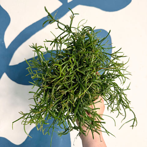 Rhipsalis teres f. prismatica – Prism Mistletoe Cactus