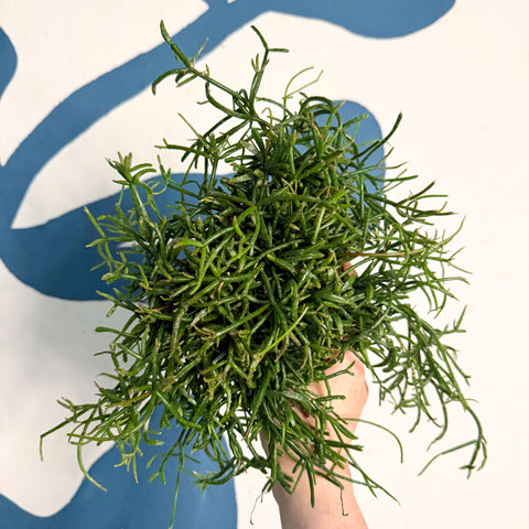 Rhipsalis teres f. prismatica – Prism Mistletoe Cactus