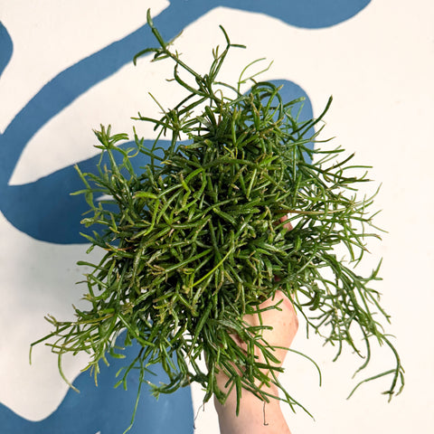 Rhipsalis teres f. prismatica – Prism Mistletoe Cactus