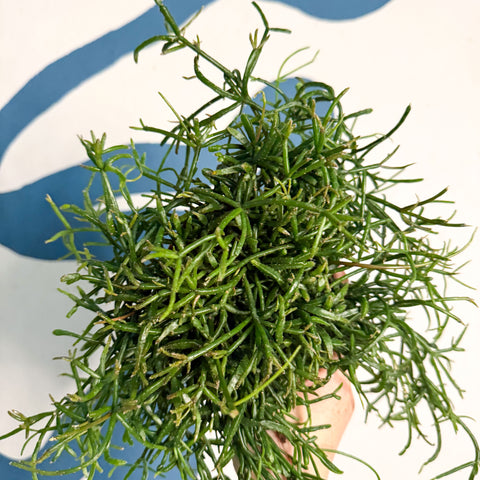 Rhipsalis teres f. prismatica – Prism Mistletoe Cactus