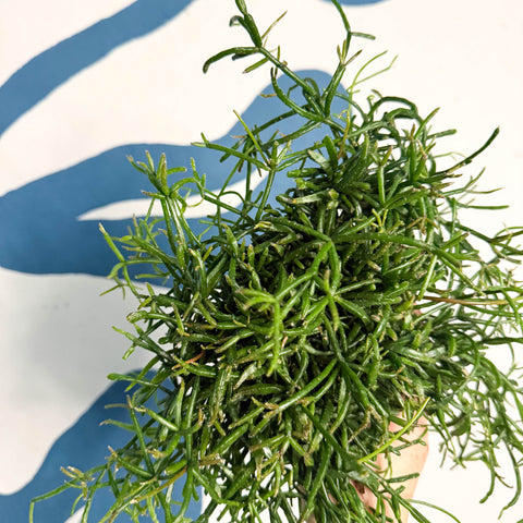 Rhipsalis teres f. prismatica – Prism Mistletoe Cactus