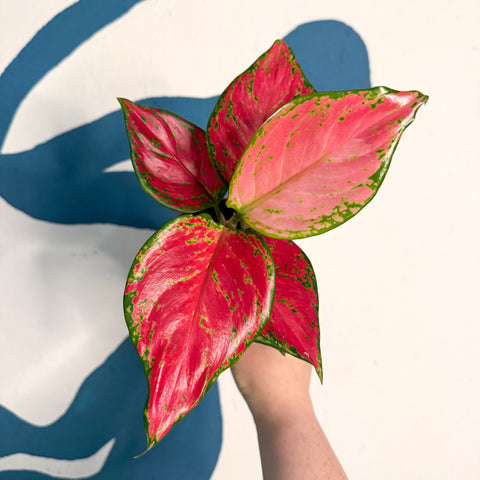 Aglaonema ‘Pink’ – Chinese Evergreen