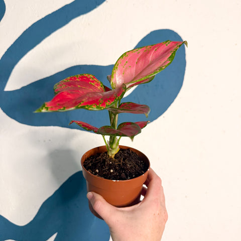 Aglaonema ‘Pink’ – Chinese Evergreen