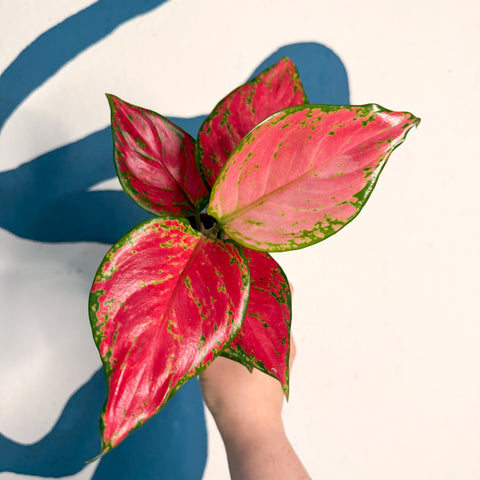 Aglaonema ‘Pink’ – Chinese Evergreen