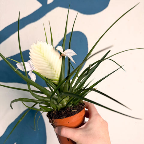 Tillandsia cyanea ‘Biancini’ - White Quill Plant