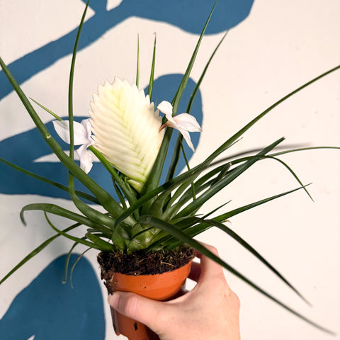 Tillandsia cyanea ‘Biancini’ - White Quill Plant