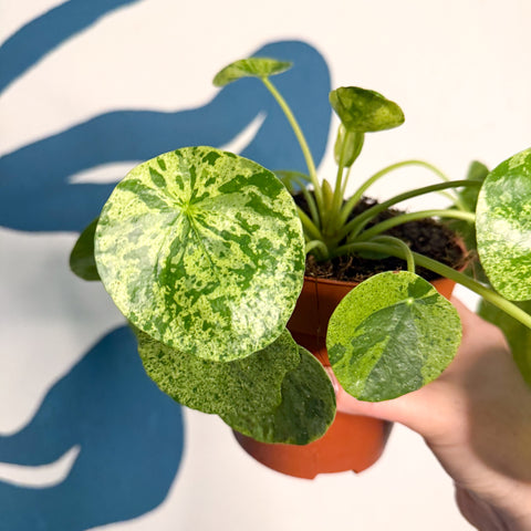 Hoja de dinero china variada - Pilea peperomioides 'Mojito'