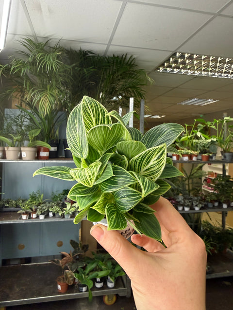 Philodendron birkin 'White Measure'