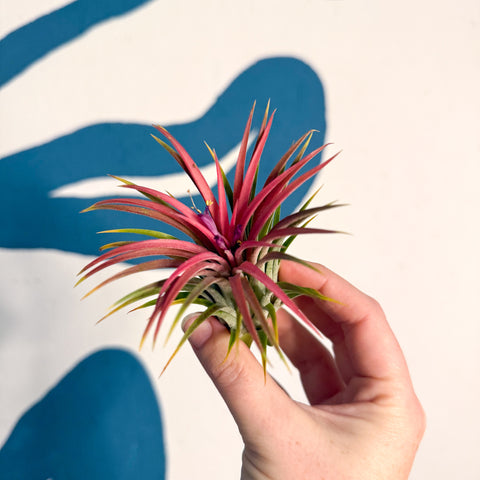 Tillandsia ionantha 'Rubra' - Planta de aire roja