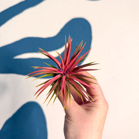 Tillandsia ionantha 'Rubra' - Planta de aire roja